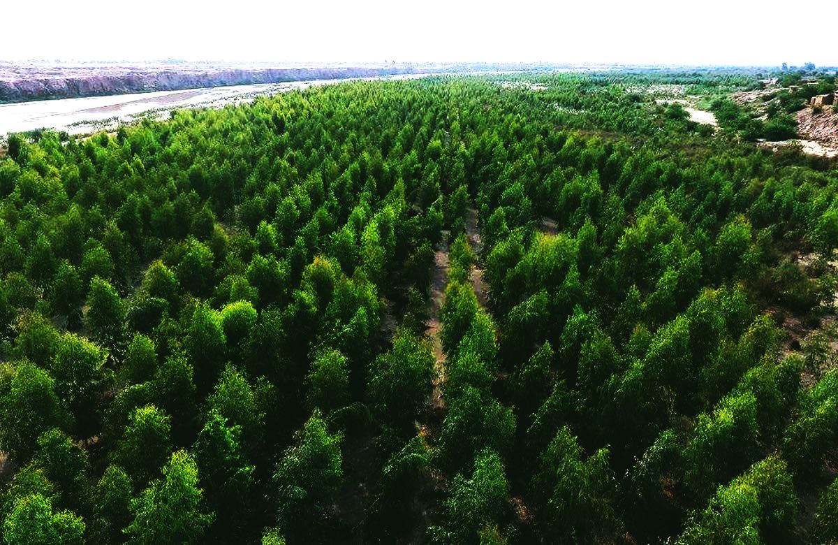 Billion Tree Tsunami 